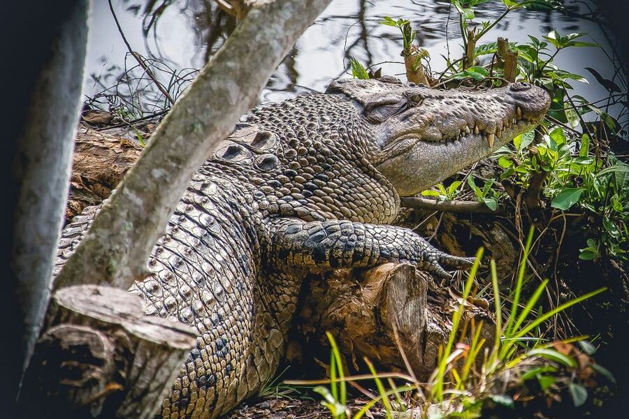 Miami: Everglades Safari Park Airboat Tour - Price and fees: does this feel like good value?