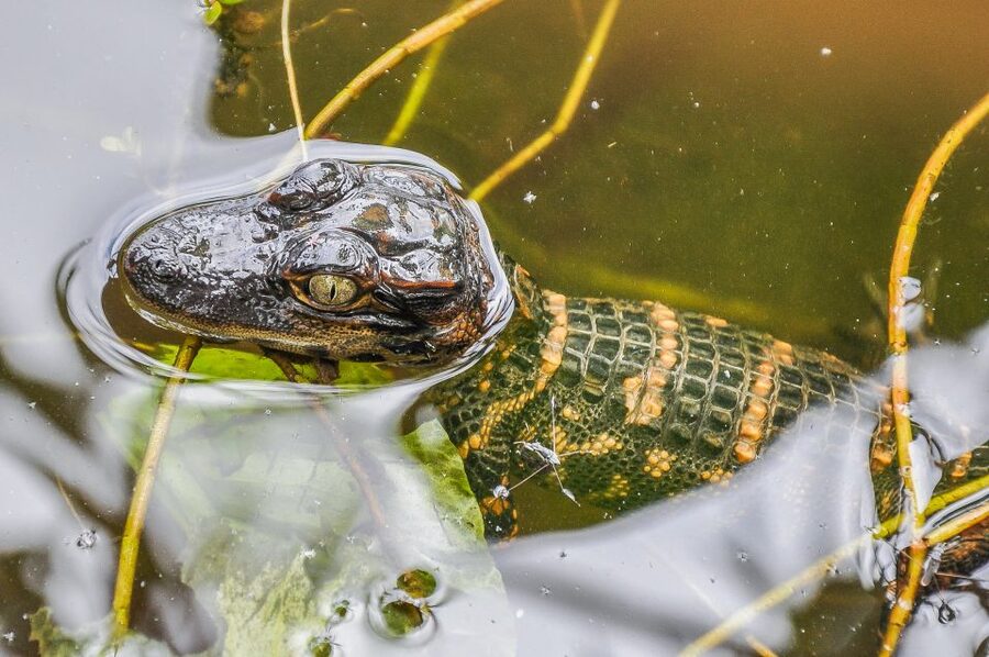 Miami: Everglades Safari Park Airboat Tour - Who should book this airboat tour, and who should think twice