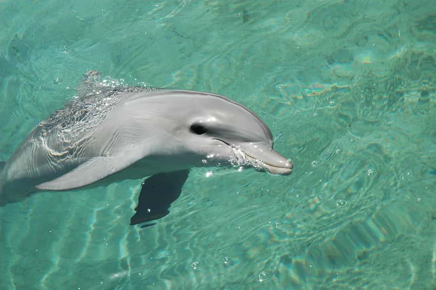 Miami: Key West Dolphin Watch or Snorkel Boat with pickup - Timing, Comfort, and Small Fixes That Save the Day