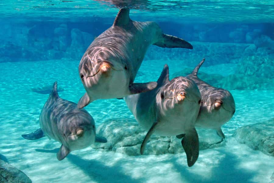 Miami: Key West Dolphin Watch or Snorkel Boat with pickup - Glass-Bottom Boat: Reef Viewing Without the Saltwater Commitment