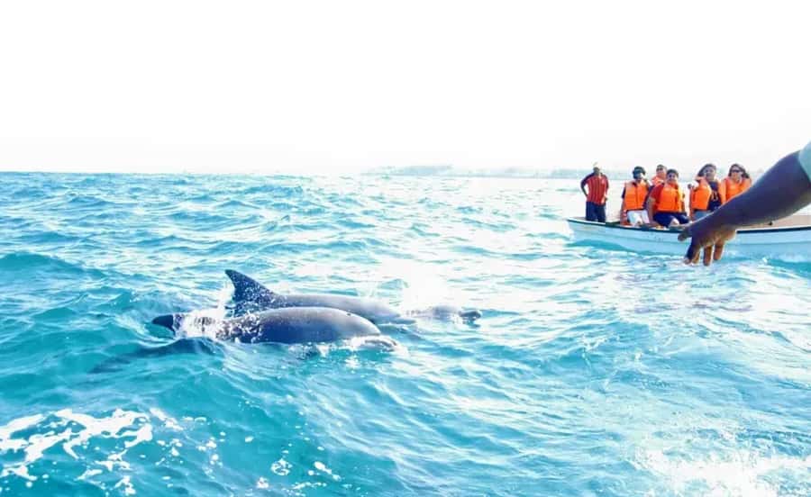 Miami: Key West Dolphin Watch or Snorkel Boat with pickup - Drinks, Alcohol, and What Costs Extra On the Boat
