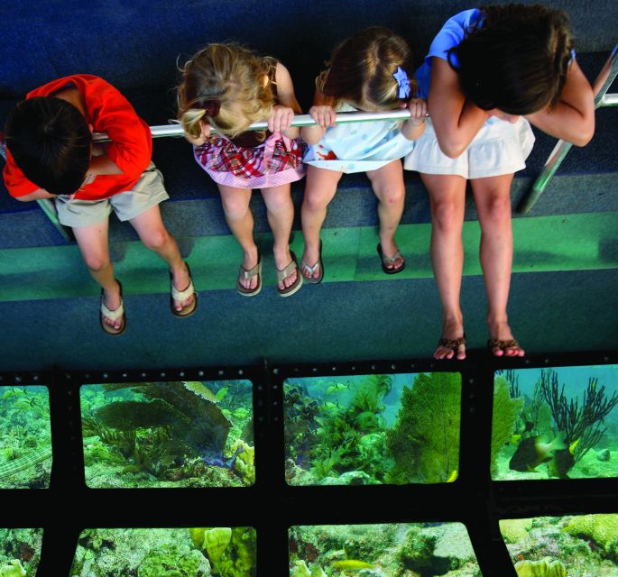 Miami: Key West Dolphin Watch or Snorkel Boat with pickup - Price and Value: Why $63 Can Be a Good Deal