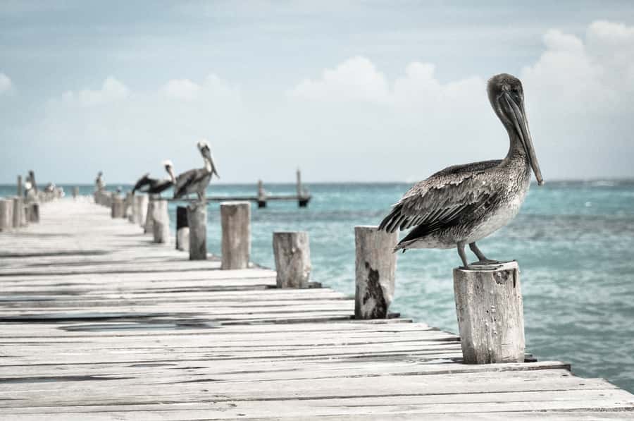 Miami: Key West Dolphin Watch or Snorkel Boat with pickup - Service on Land and Water: What the Crew Gets Right