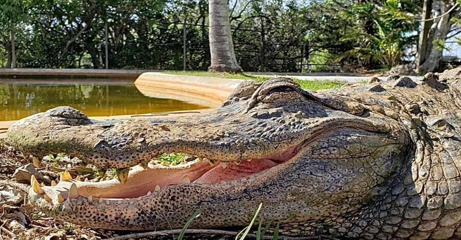 Miami: Original Everglades Airboat Tour & Interpretive area - Who should book this Miami airboat tour, and who might pass
