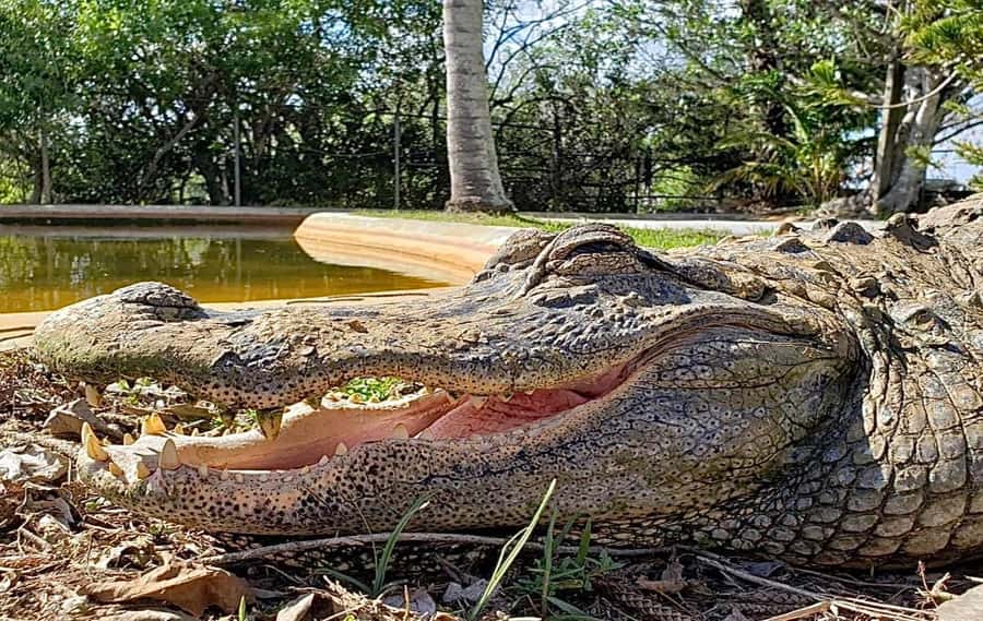 Miami: Original Everglades Airboat Tour & Interpretive area - The airboat through the River of Grass: what you actually do on the water