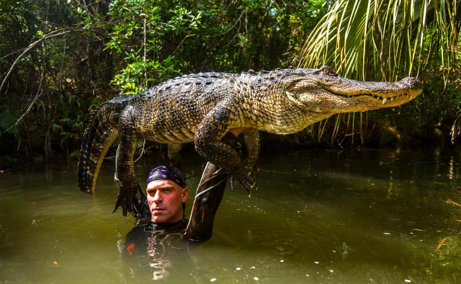 Miami: Wild Everglades Airboat Ride and Gator Encounters - Wildlife Viewing Reality Check, Heat Tips, and Photo Moments