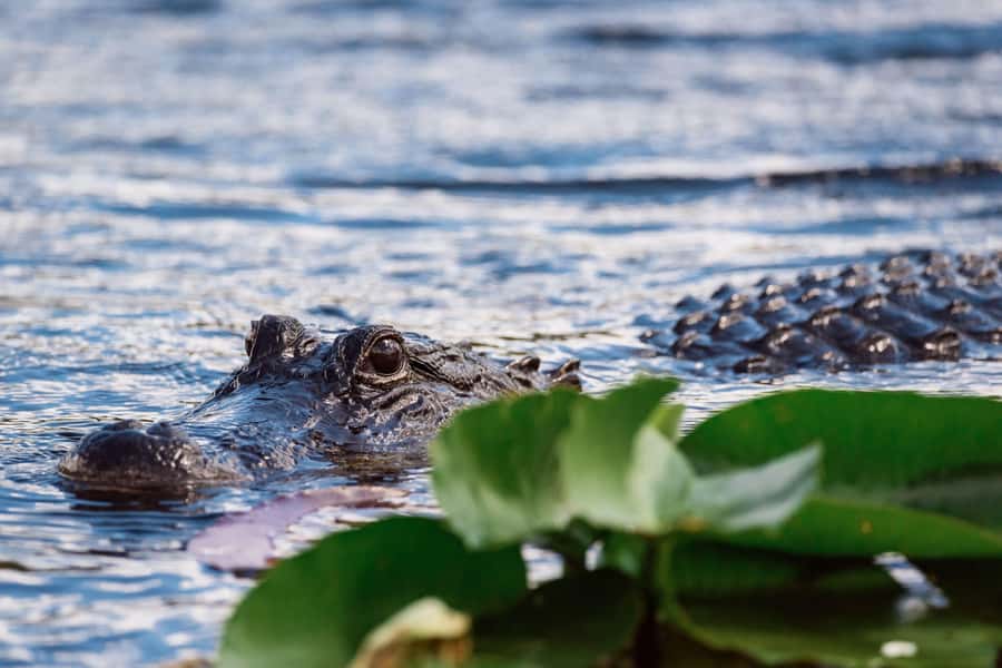 Miami: Wild Everglades Airboat Ride and Gator Encounters - Who Should Book This Everglades Airboat Experience