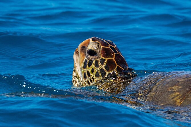 Moana’s Waikīkī Grand Guided Turtle Snorkel & Sailing Adventure - Wildlife time: sea turtles, plus the reef critters you hope for