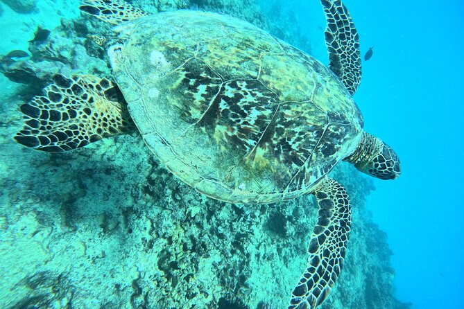 Moana’s Waikīkī Grand Guided Turtle Snorkel & Sailing Adventure - Price and value: what $76.49 buys you on this 2.5 hour outing