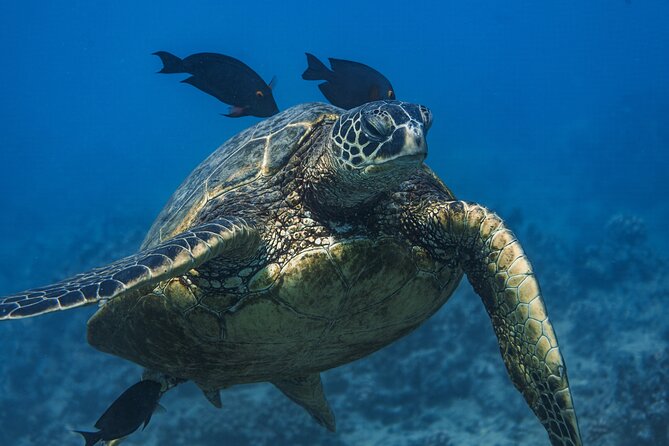 Moana’s Waikīkī Grand Guided Turtle Snorkel & Sailing Adventure - Snorkeling basics handled for kids and first-timers
