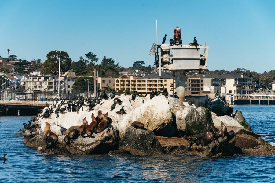 Monterey Bay: Whale Watching Tour - Key points to know before you go