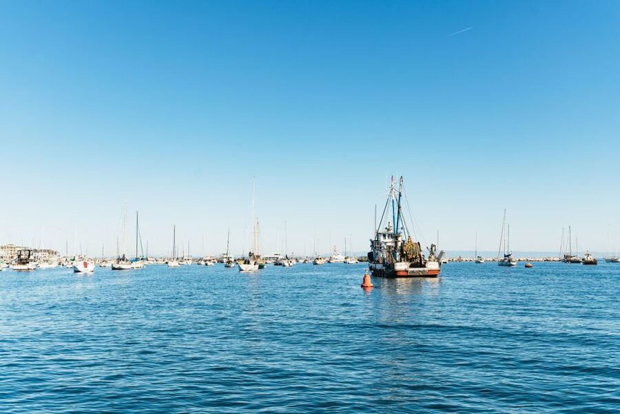 Monterey Bay: Whale Watching Tour - Price and value: is $75 worth it?