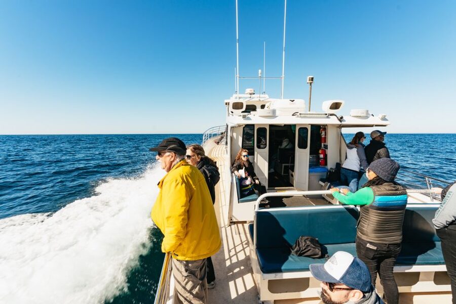 Monterey Bay: Whale Watching Tour - Why Monterey Bay whales feel extra watchable