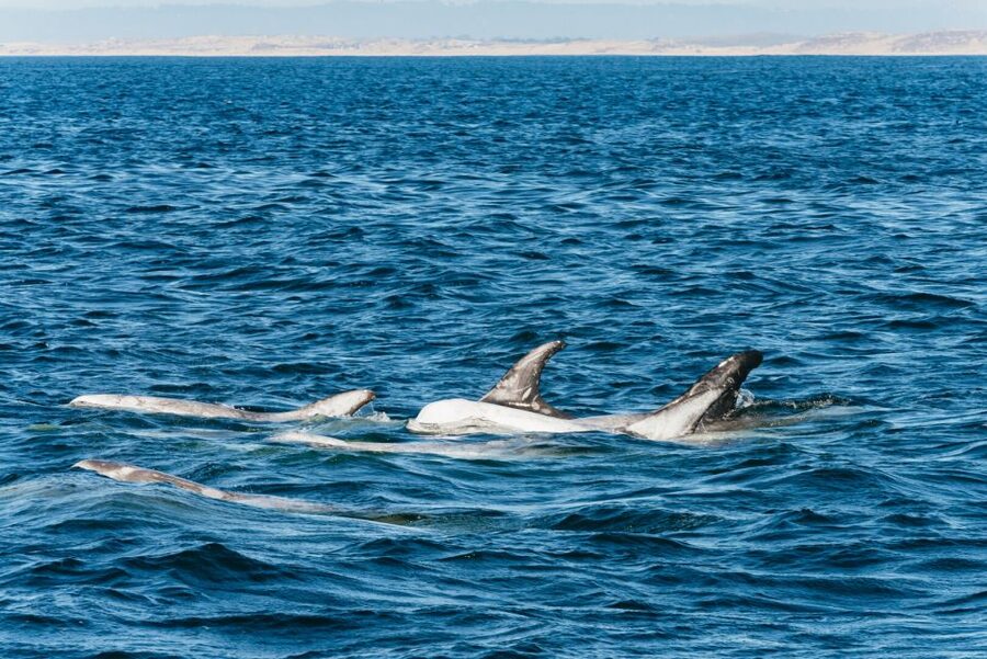 Monterey Bay: Whale Watching Tour - From Discovery Whale Watch to Old Fisherman’s Wharf: the calm start