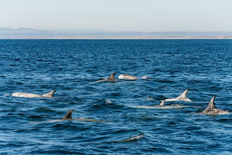 Monterey Bay: Whale Watching Tour - Comfort tactics for a 3 to 4 hour whale watch