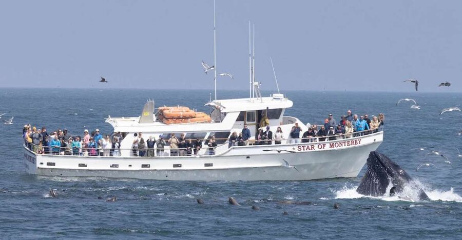 Monterey: Monterey Bay Dolphin and Whale Watching Boat Tour - Quick hits for Monterey Bay dolphin and whale watching