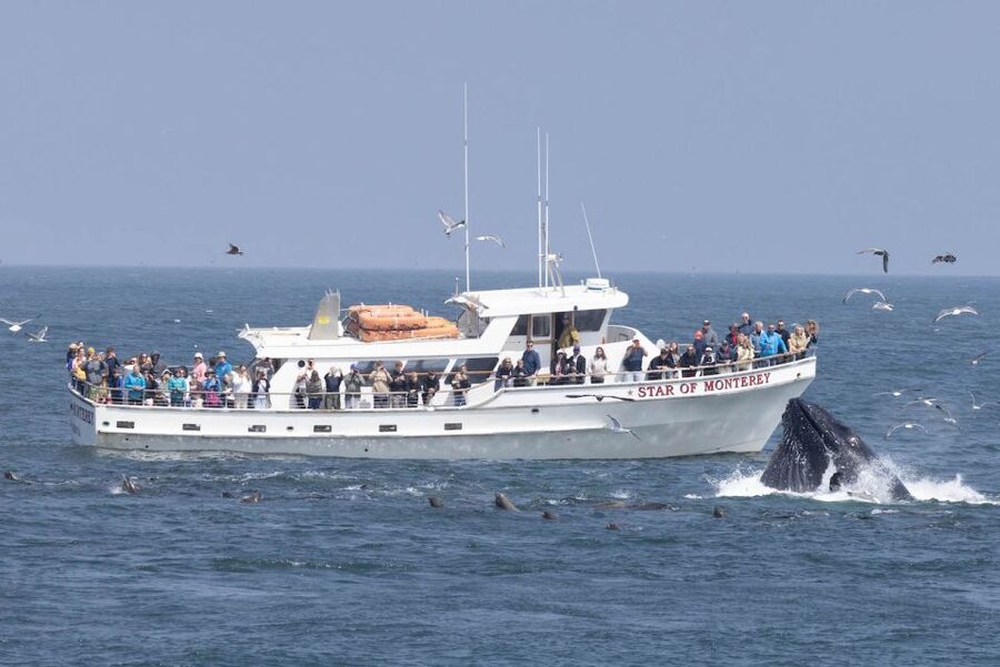 Monterey: Monterey Bay Dolphin and Whale Watching Boat Tour - Meeting at 48 Fishermans Wharf, with your eyes already on wildlife