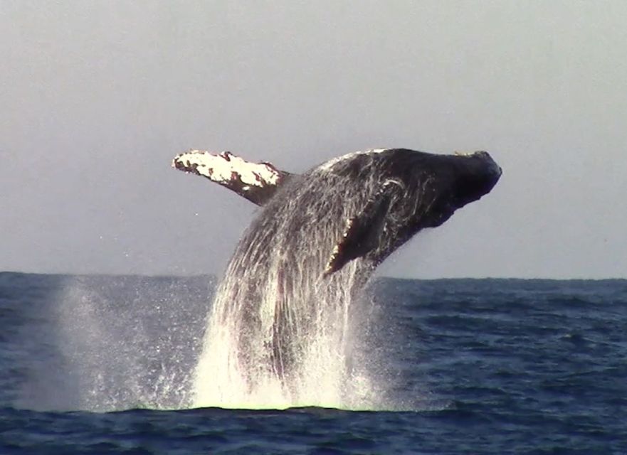 Monterey: Monterey Bay Dolphin and Whale Watching Boat Tour - Price and value: is $62 for 3 hours worth it?
