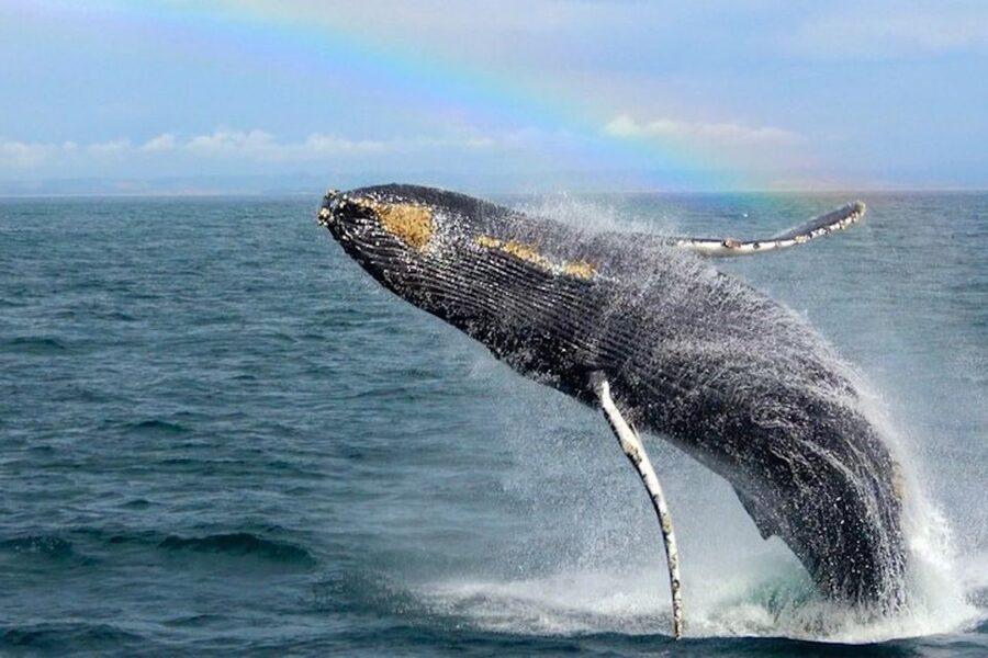 Monterey: Monterey Bay Dolphin and Whale Watching Boat Tour - Parking at 201 Washington Street, then straight to the boat