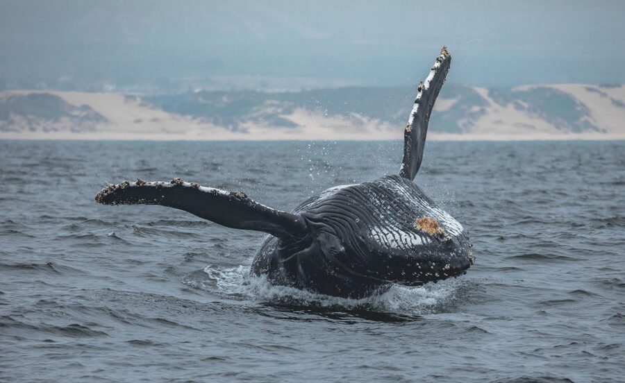 Monterey: Sunset Whale Watching Cruise with A Guide - Key highlights that make this cruise worth your time