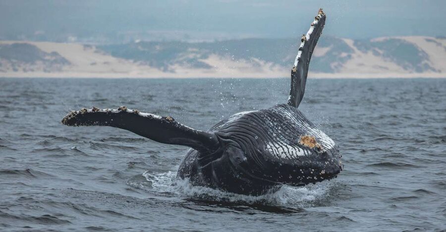 Monterey: Sunset Whale Watching Cruise with A Guide - Monterey Bay at sunset, and why this timing works