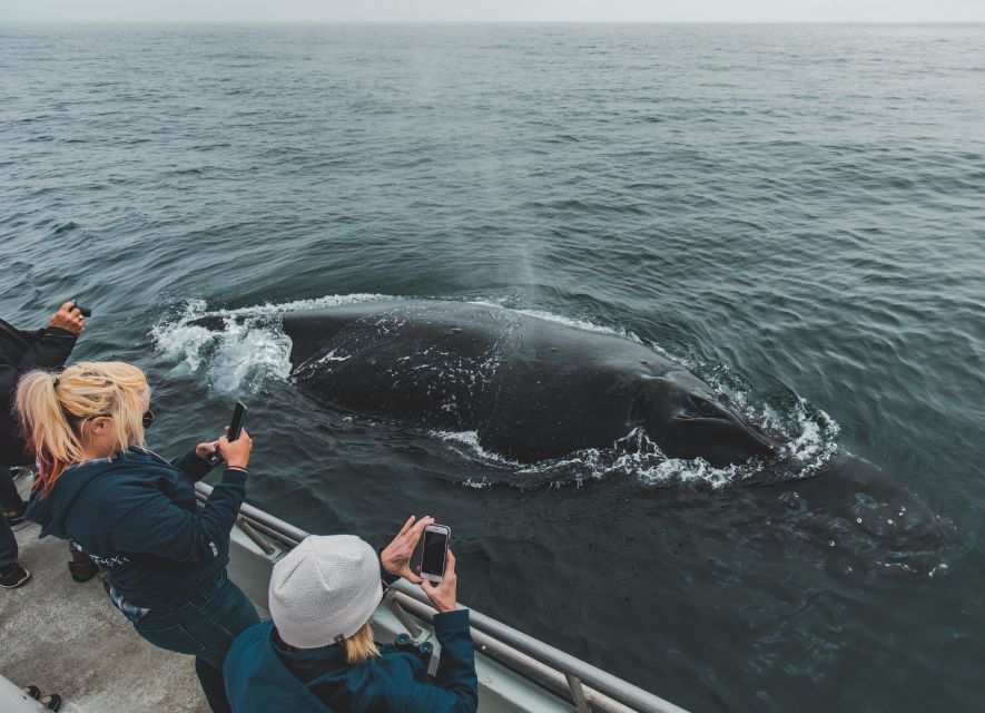 Monterey: Sunset Whale Watching Cruise with A Guide - The naturalist guide: what you’ll learn while you’re scanning