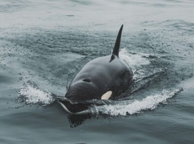 Monterey: Sunset Whale Watching Cruise with A Guide