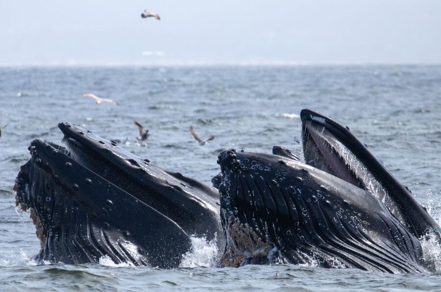 Monterey: Sunset Whale Watching Cruise with A Guide - How the cruise actually flows from check-in to return