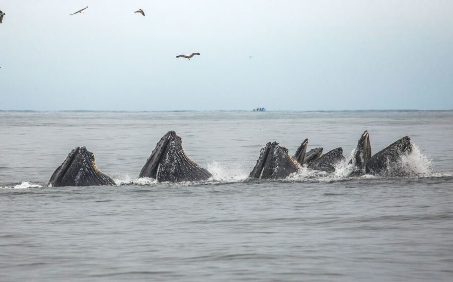 Monterey: Sunset Whale Watching Cruise with A Guide - Price and value: is $75 for 3 hours fair?