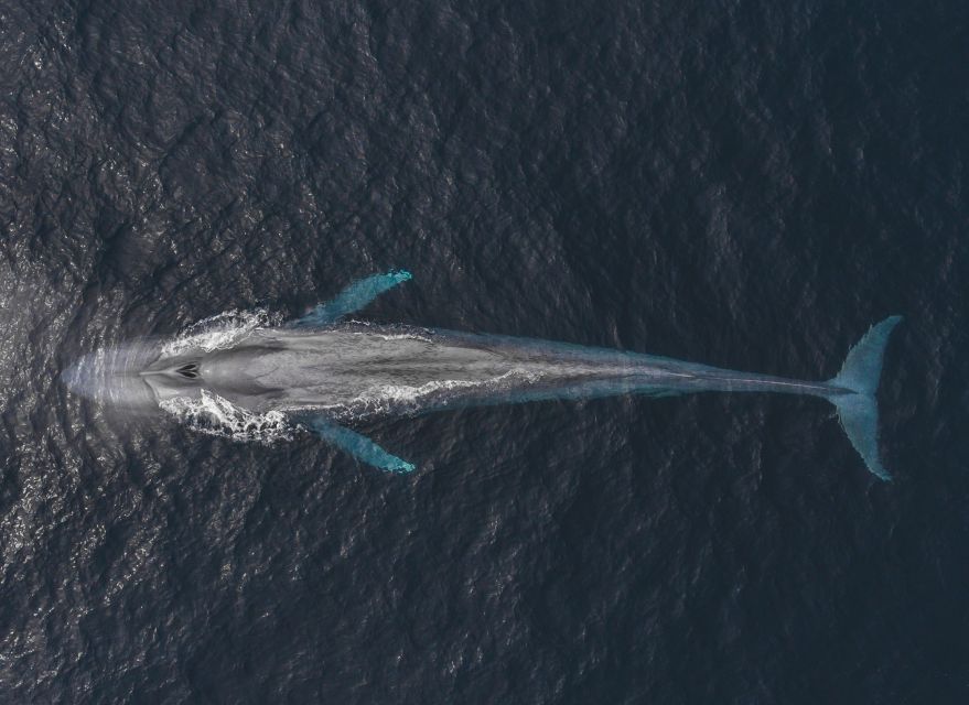 Monterey: Sunset Whale Watching Cruise with A Guide - Where to park and how to reach Discovery Whale Watch