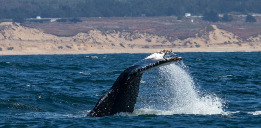 Monterey: Sunset Whale Watching Cruise with A Guide - Who should book this cruise, and who should think twice