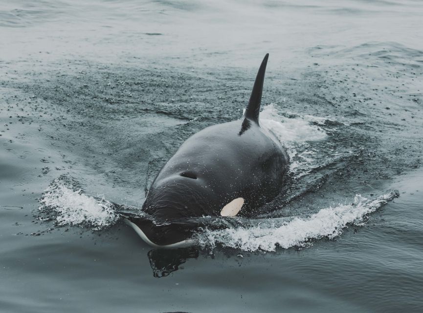 Monterey: Sunset Whale Watching Cruise with A Guide - What wildlife you can realistically hope to see