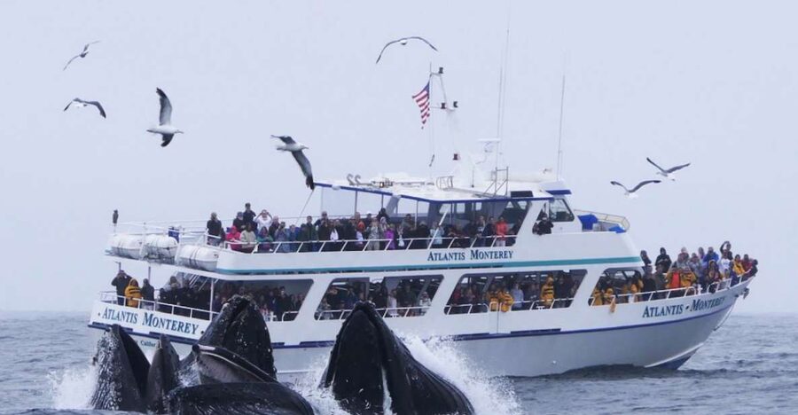 Monterey: Whale Watching Tour with A Marine Guide - Key Things to Know Before You Go