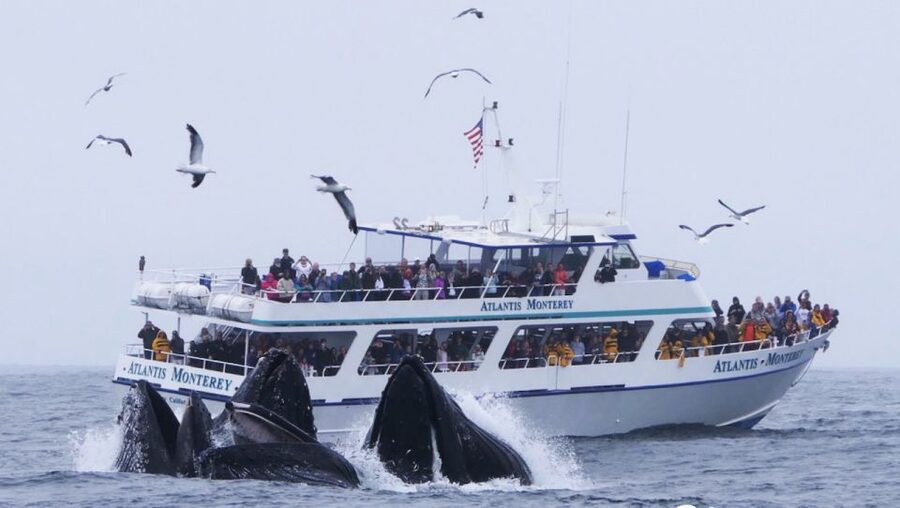 Monterey: Whale Watching Tour with A Marine Guide - Entering Monterey Bay, Not Just Seeing It