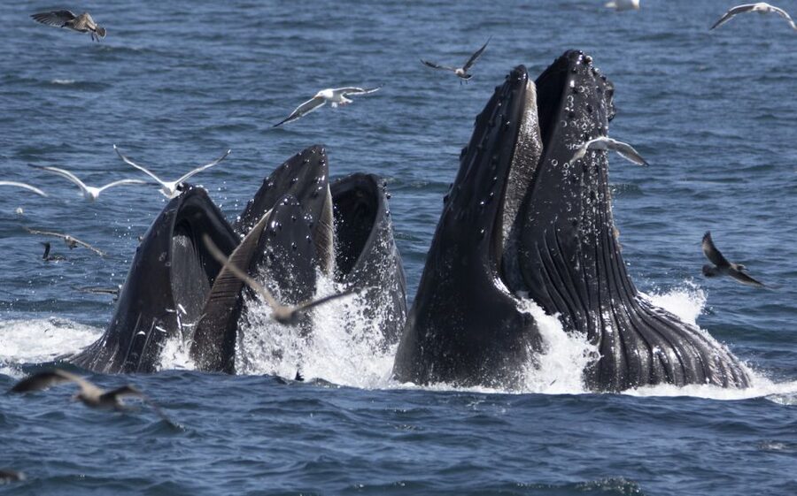 Monterey: Whale Watching Tour with A Marine Guide - What You Can See: Humpbacks, Blues, Grays, Dolphins, and More