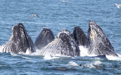 Monterey: Whale Watching Tour with A Marine Guide