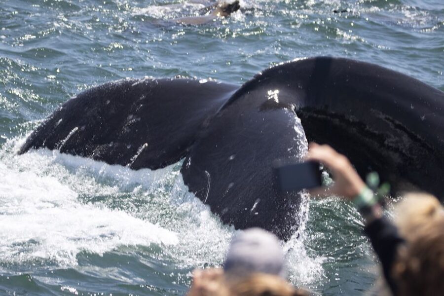 Monterey: Whale Watching Tour with A Marine Guide - The Boats: Heated Comfort Plus Real Viewing Space