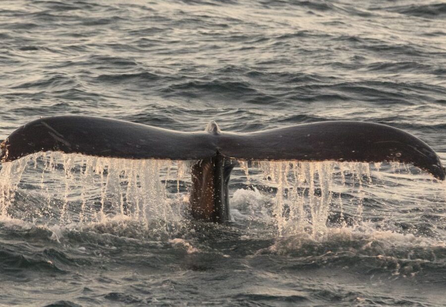 Monterey: Whale Watching Tour with A Marine Guide - Choosing Your Seat: Outdoor, Indoor, and the Upper Deck Upgrade