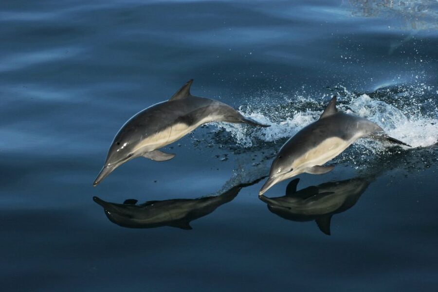 Monterey: Whale Watching Tour with A Marine Guide - How the Marine Guide Helps You Spot Wildlife