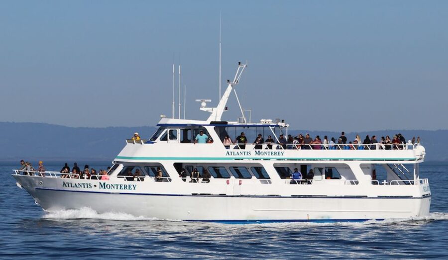 Monterey: Whale Watching Tour with A Marine Guide - Price and Value: What $70 Gets You