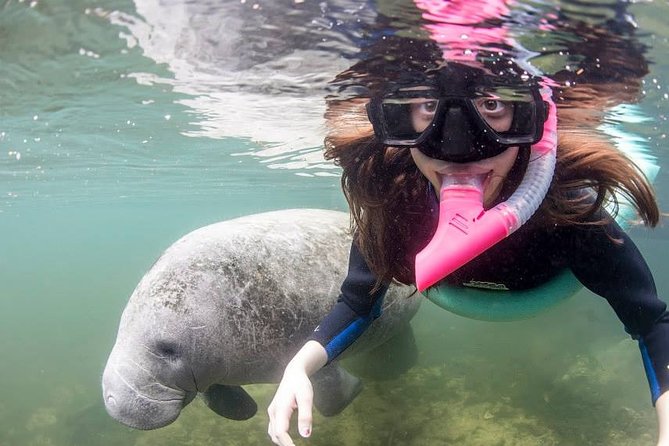 Most Popular 3hr Manatee Swim Tour + In-Water Guide! - Manatee Magic With Strong Manners: What This Swim Really Feels Like