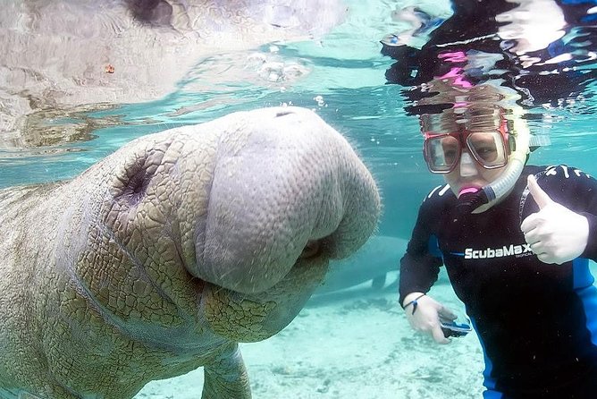 Most Popular 3hr Manatee Swim Tour + In-Water Guide! - Crystal River Logistics Done Right: Meeting Point, Parking, and Setup