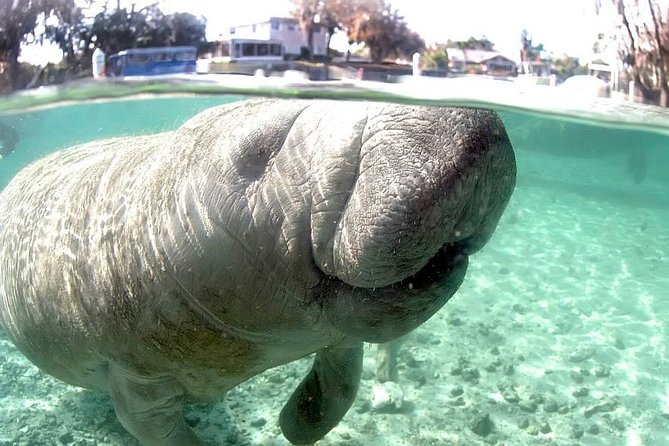 Most Popular 3hr Manatee Swim Tour + In-Water Guide! - In-Water Guides and Boat Captains: How Safety and Calm Happen