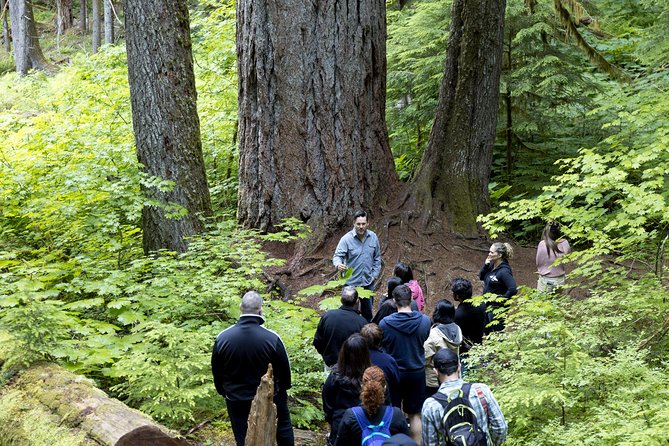 Mt. Rainier National Park Highlights Tour - Christine Falls and Narada Falls: the photo stops that actually deliver