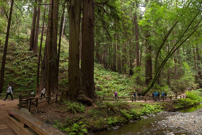 Muir Woods and Sausalito (Return by Bus or Ferry) - How this half-day plan works in real life
