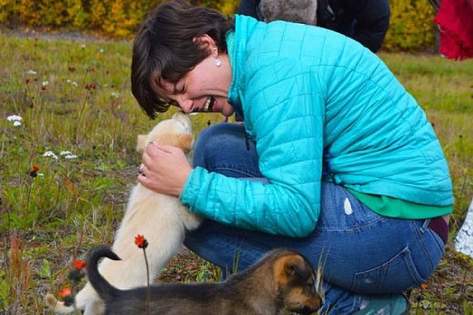 Mush Your Own Sled Dog Team (Summer/Fall Tour) - Key highlights at a glance