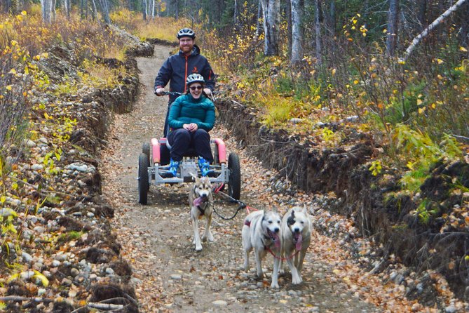 Mush Your Own Sled Dog Team (Summer/Fall Tour) - Hooking up your team: the moment the sport clicks