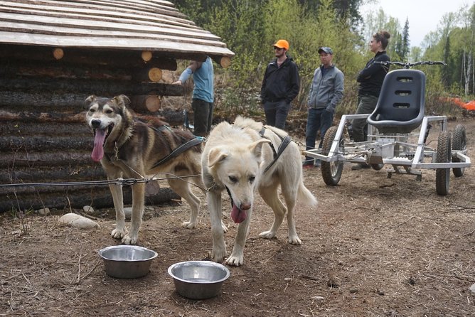 Mush Your Own Sled Dog Team (Summer/Fall Tour) - Back in the kennel: photos, puppy time, and the athlete story