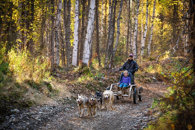 Mush Your Own Sled Dog Team (Summer/Fall Tour) - Guides, safety, and why the group size matters on the rig