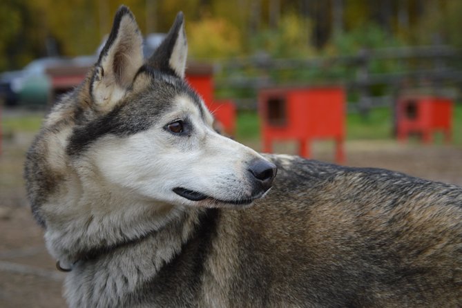 Mush Your Own Sled Dog Team (Summer/Fall Tour) - The 45-minute mush on private forest trails